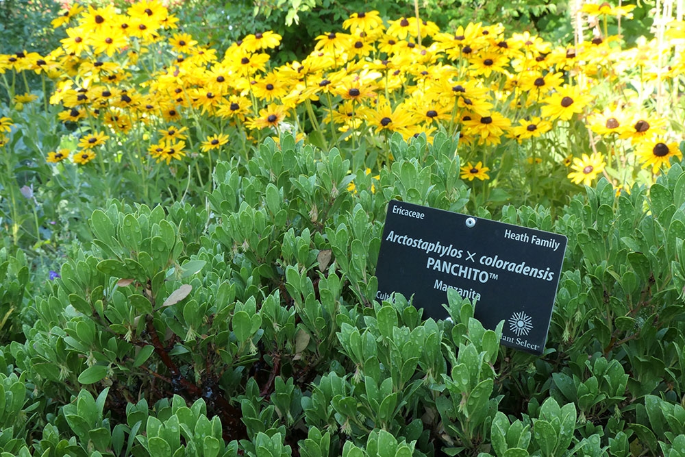 Arctostaphylos x coloradensis Panchito
