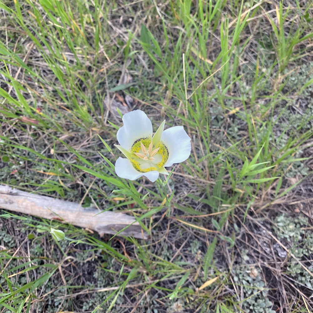 Gunnison's mariposa lily