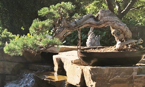 Cultivating Artistic Expression Through Bonsai | Denver Botanic Gardens