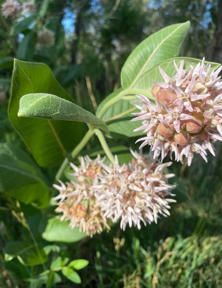 showy milkweed