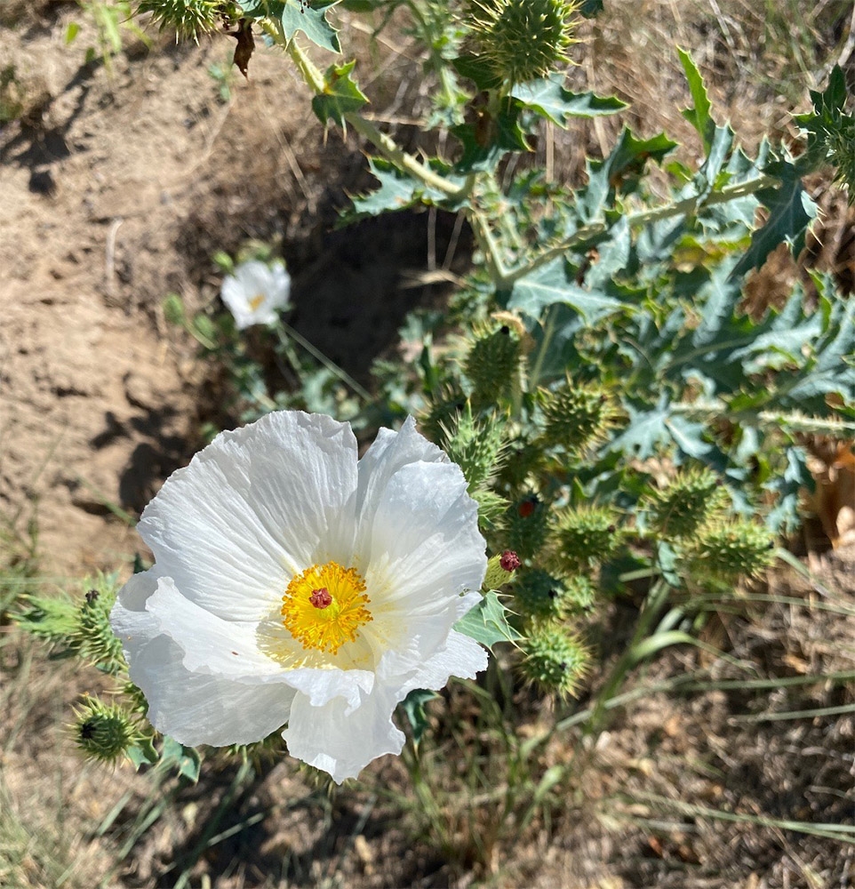 thistle poppy