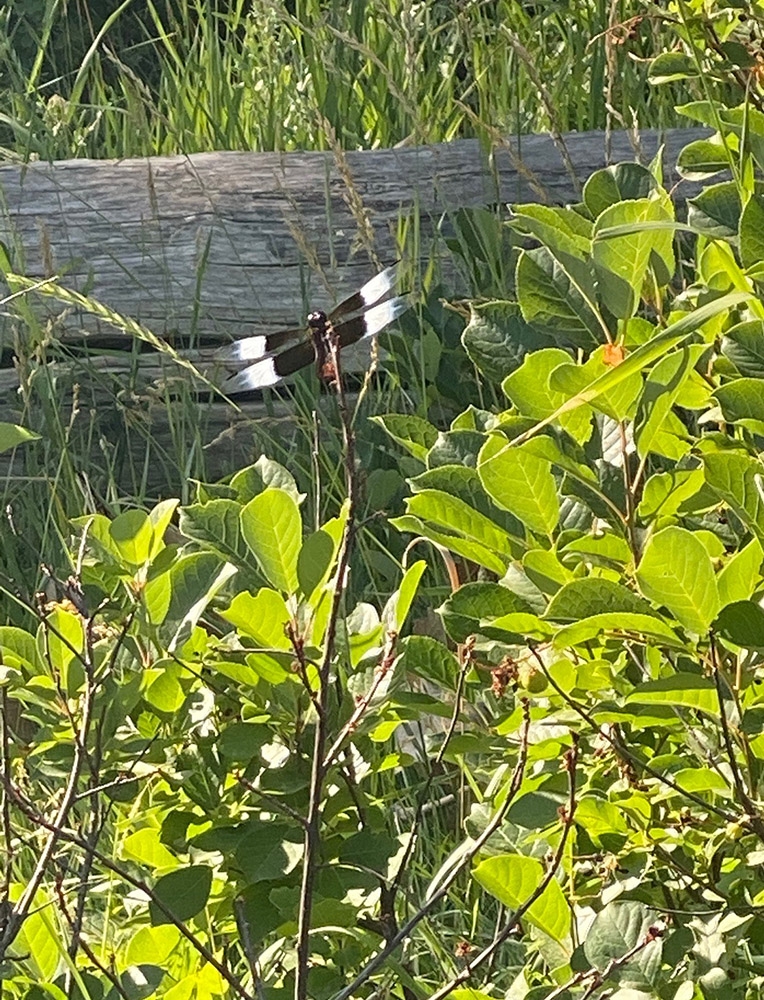 Widow Skimmer dragonfly