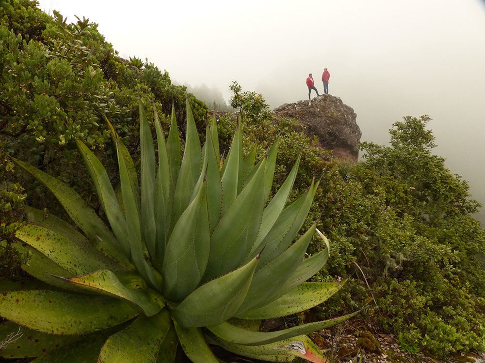 Agave sp.