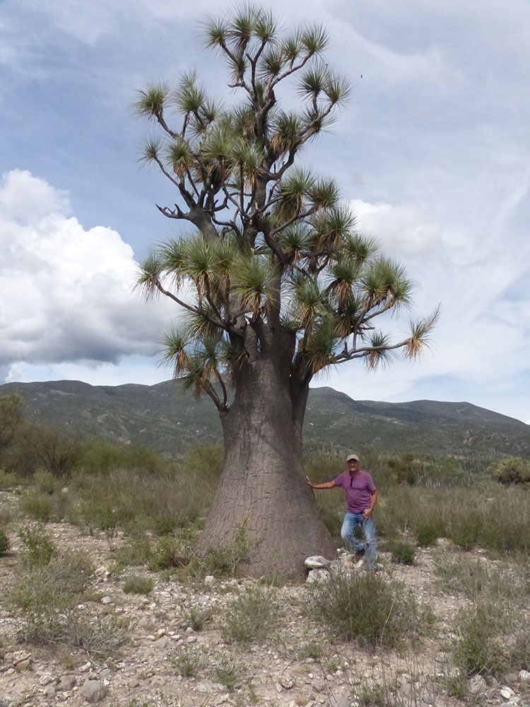 Beaucarnea gracilis