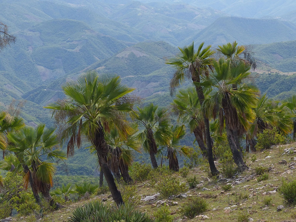 Brahea palms