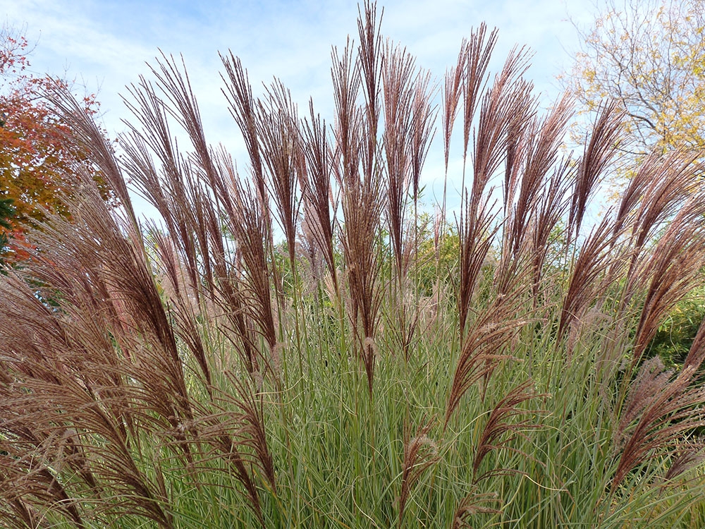 Maiden Grass Morning Light