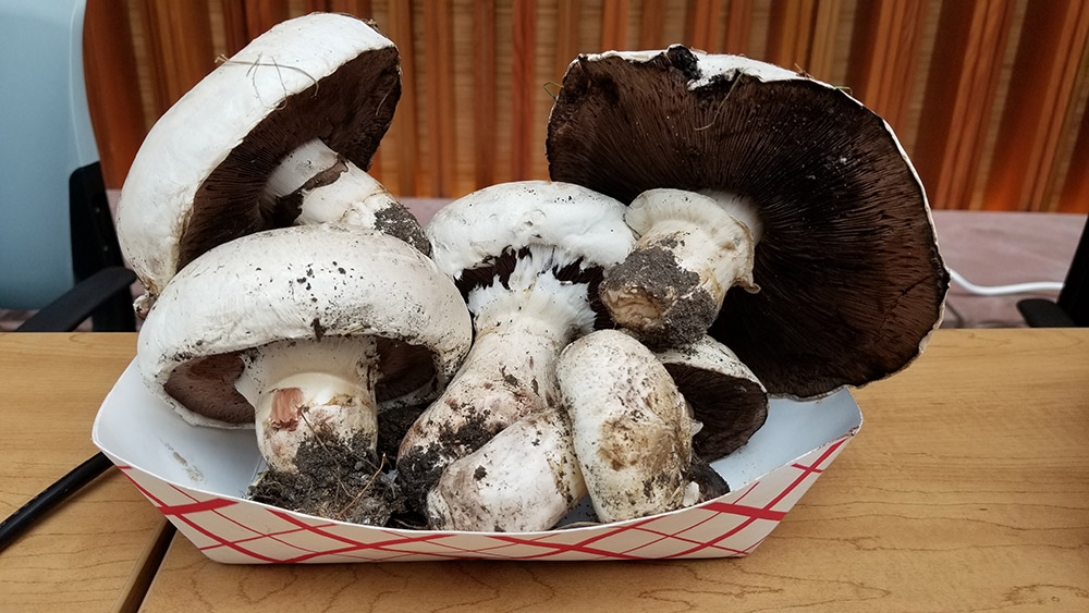 Salty mushroom
