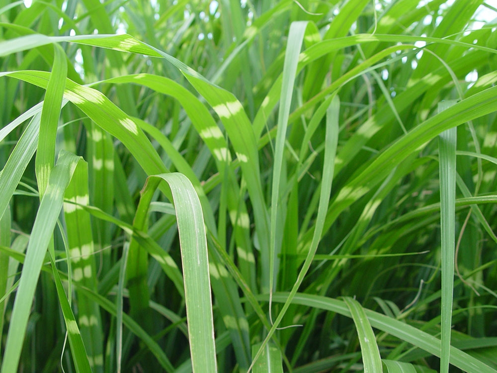 Maiden Grass Zebrinus