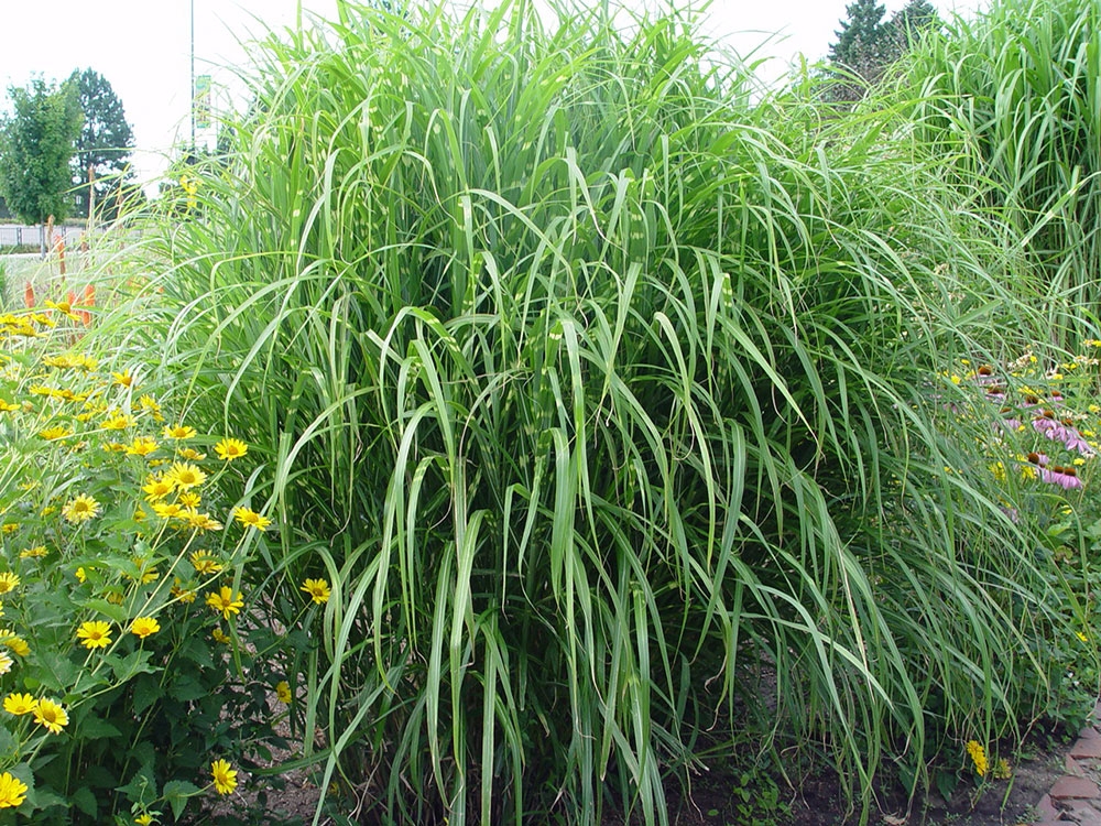 Maiden Grass Zebrinus