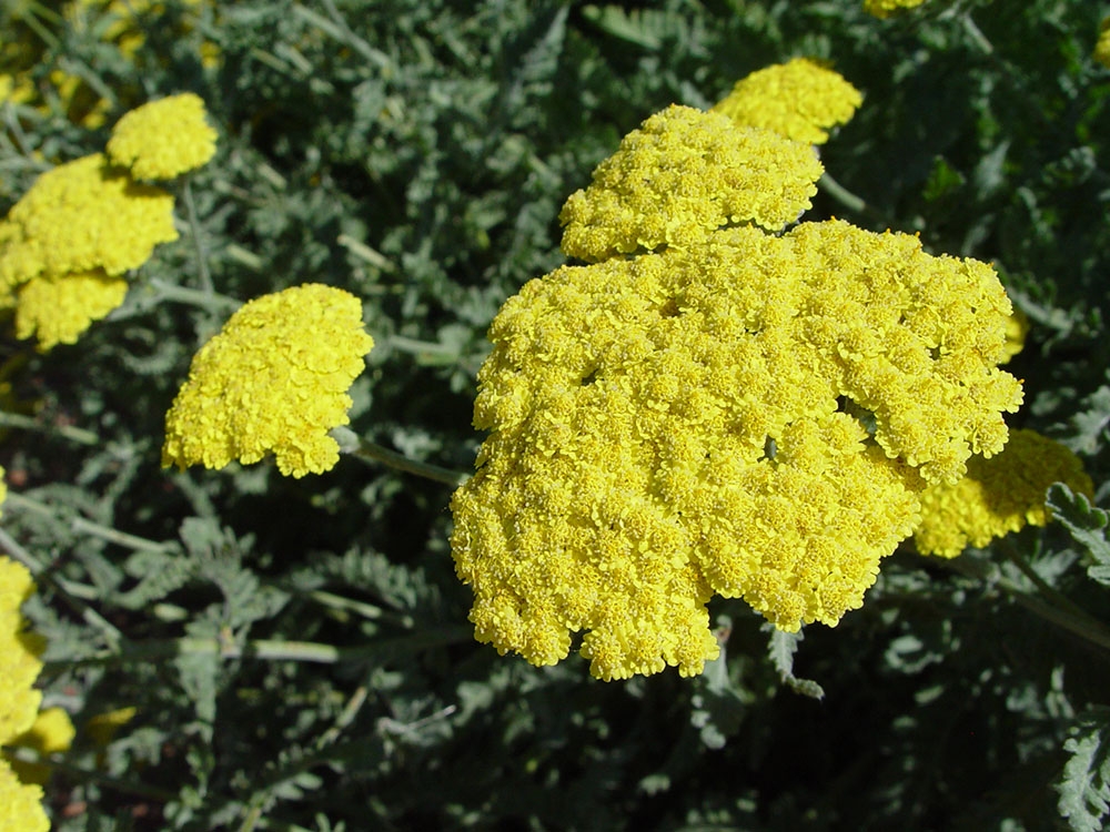 Achillea 'Moonshine'