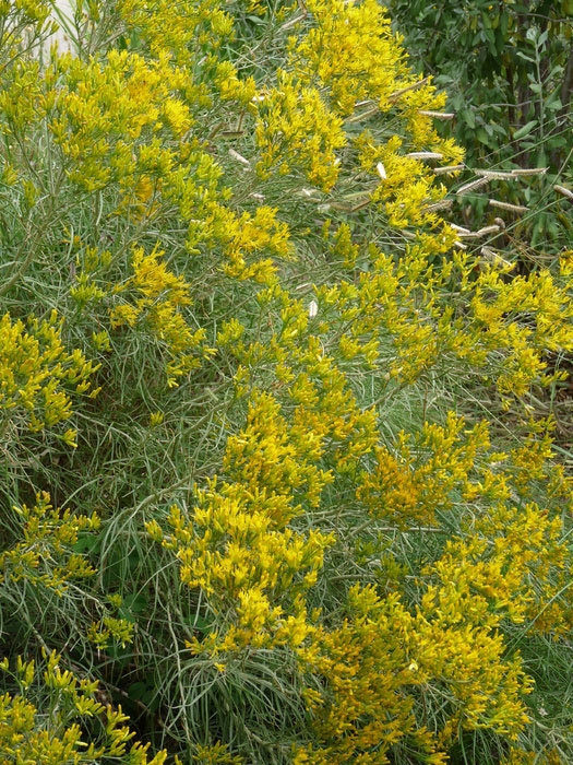 Ericameria nauseosa