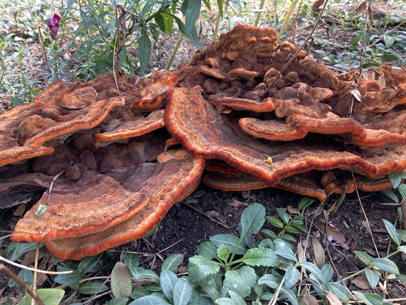 Phaeolus schweinitzii