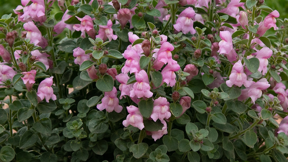 Drews Folly Blooms
