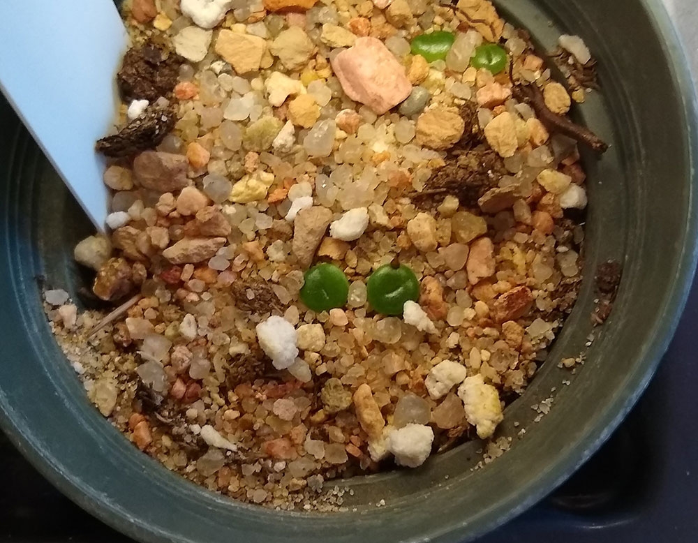 Lithops (sometimes known as Living Stones) 