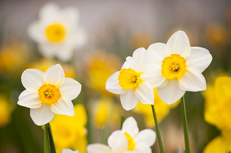 Daffodil
