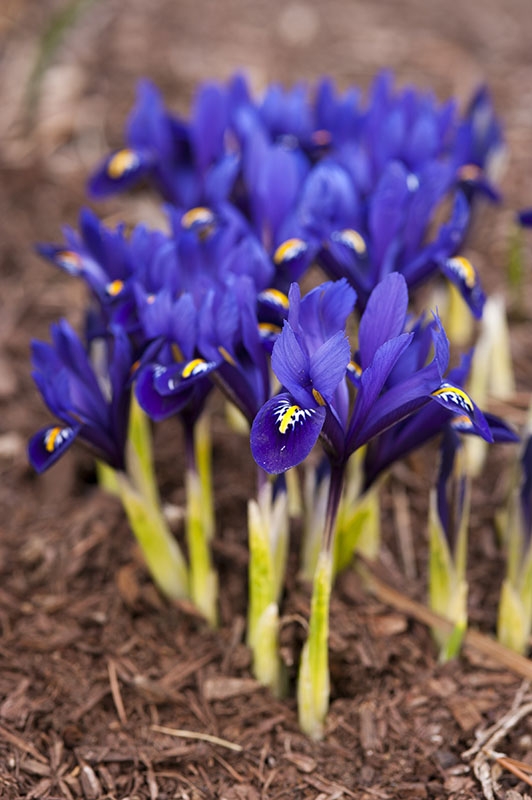 Iris