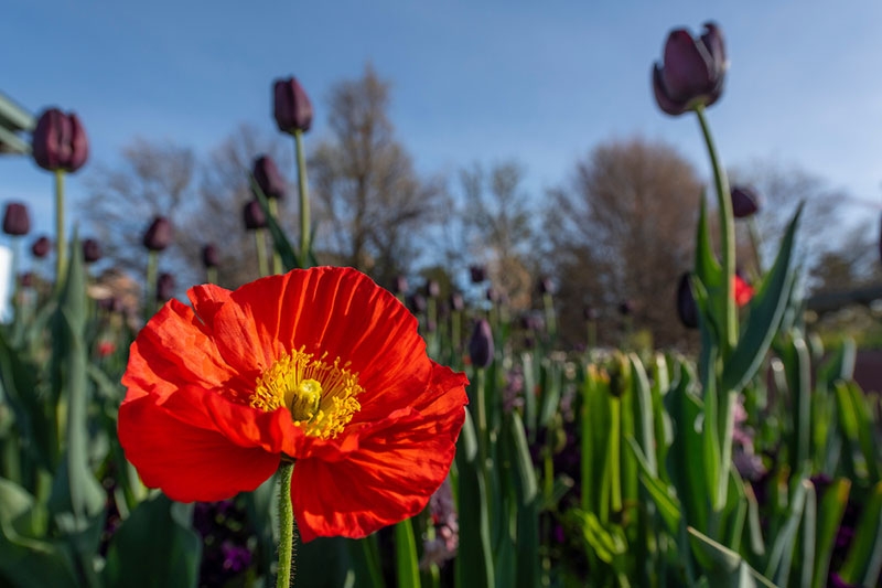 poppy