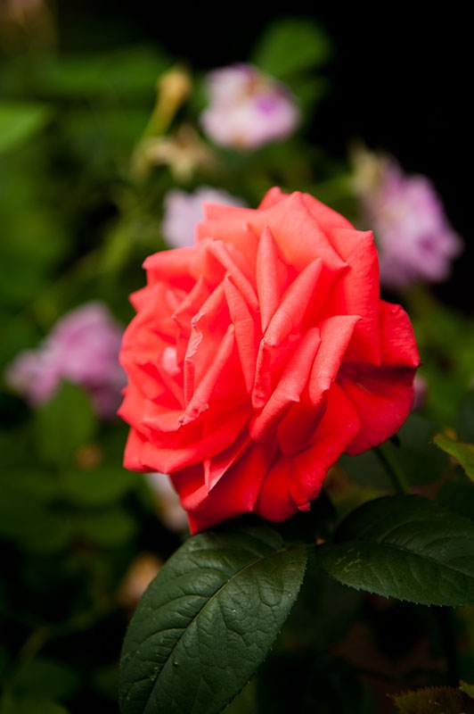 Rose
