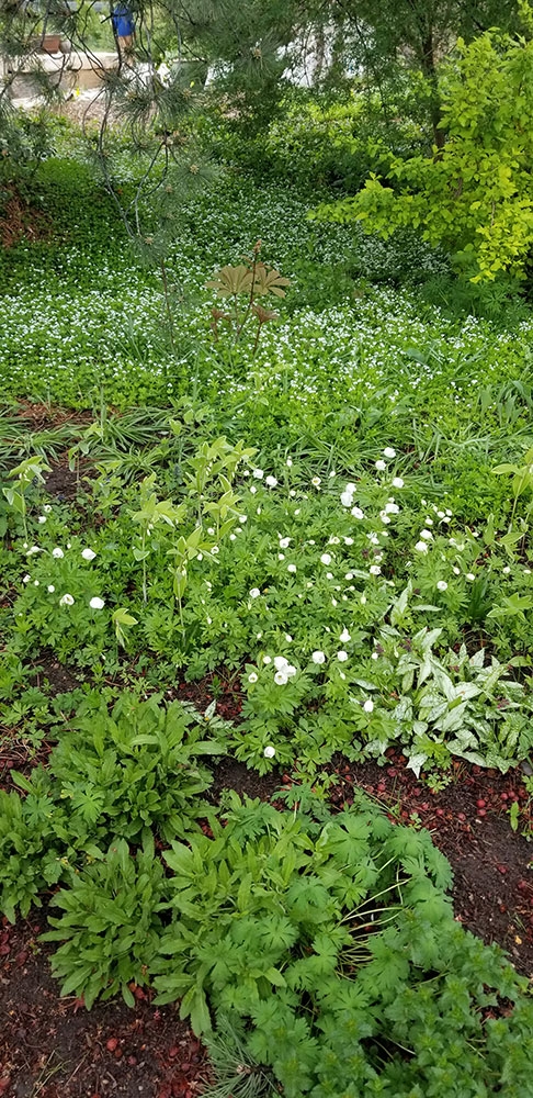 Anemone x hybrida 'Honorine Jobert' Gallium odoratum