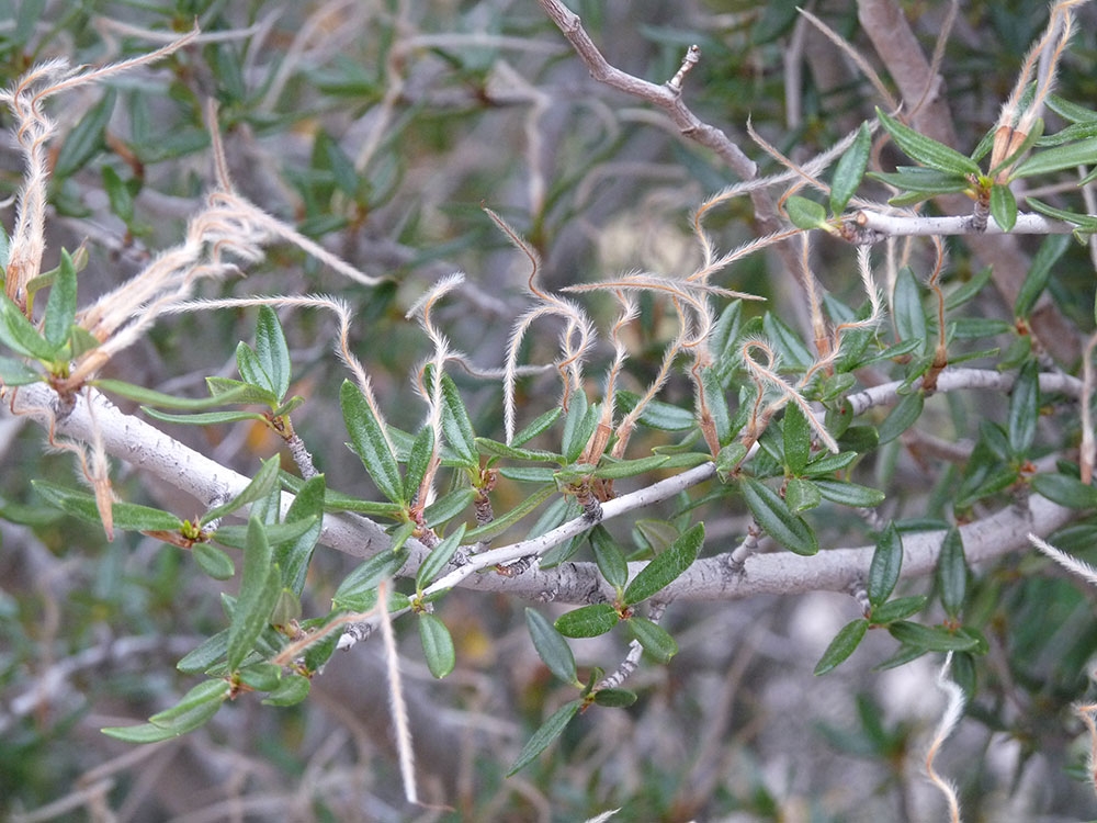 Cercocarpus ledifolius (curl-leaf mountain mahogany)