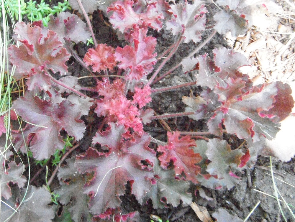 Coral Bells