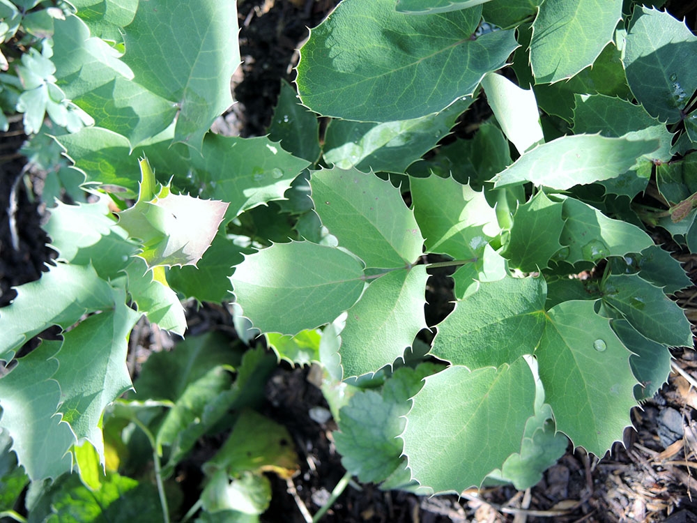 Creeping Oregon grape holly