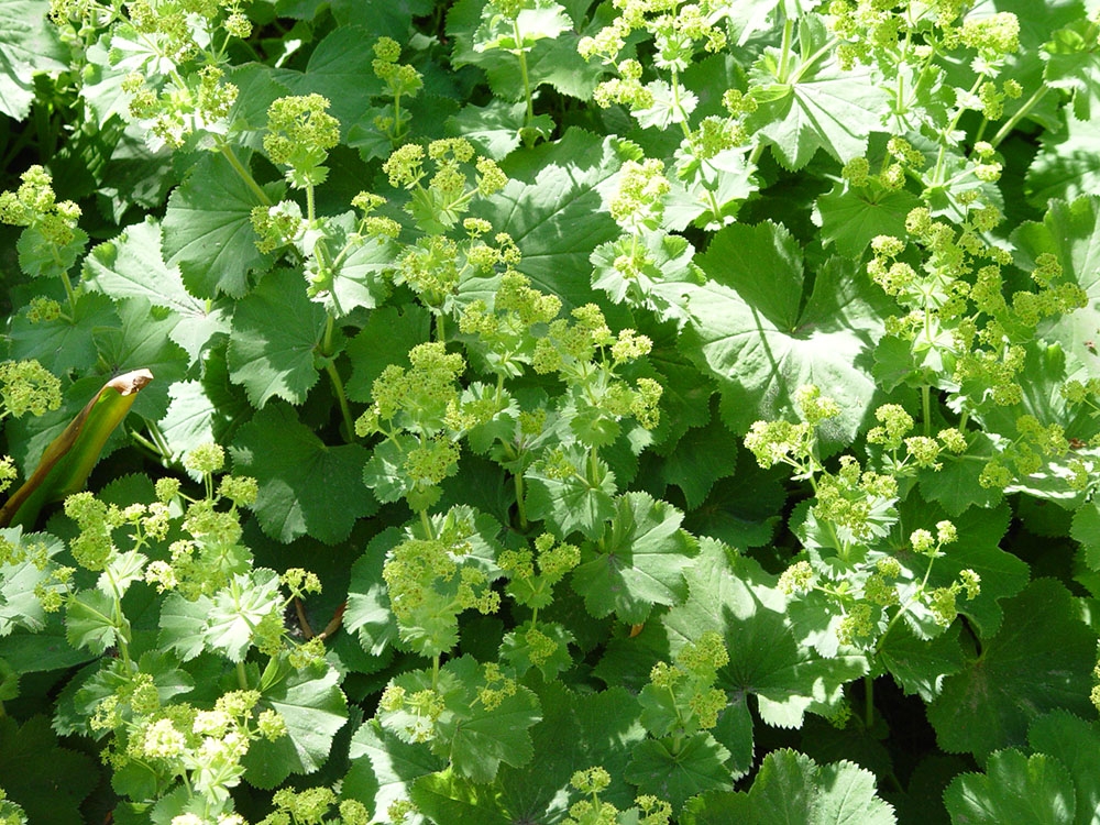Lady’s mantle