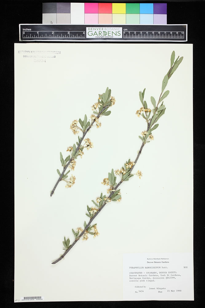Peraphyllum ramosissimum (wild crabapple)