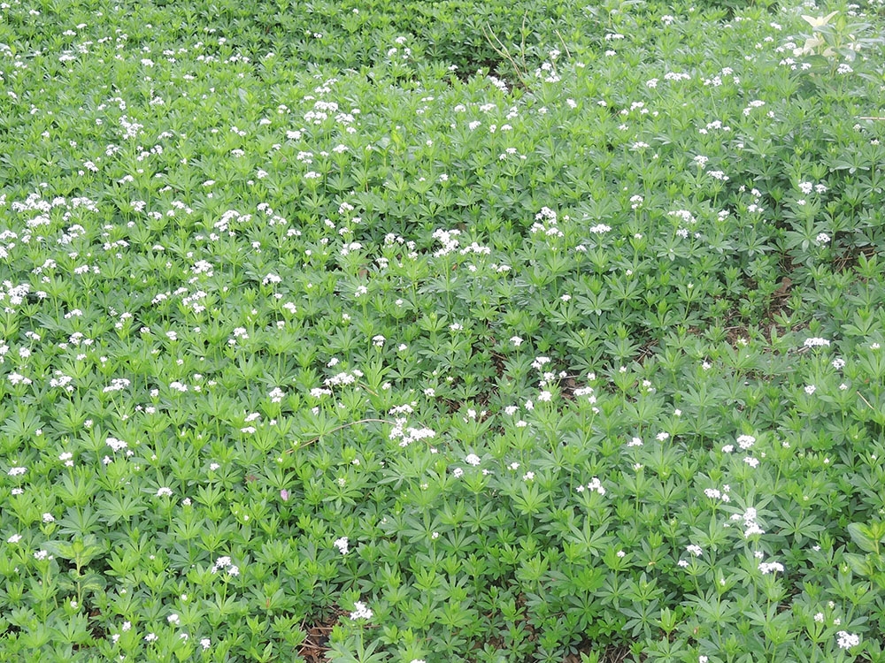 Sweet Woodruff