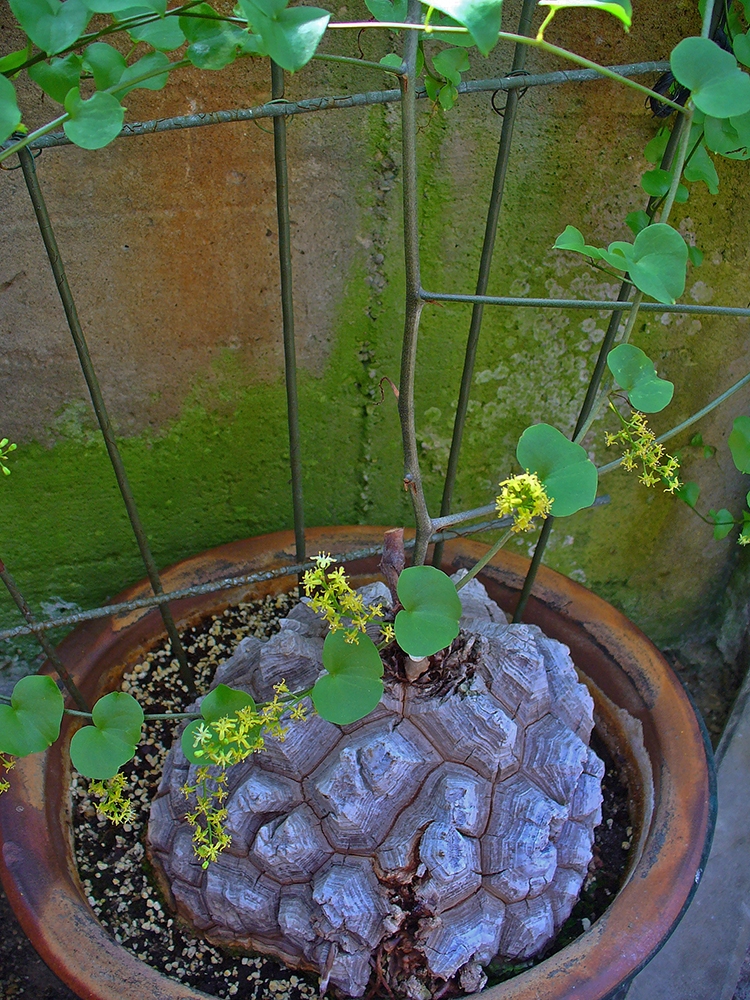 Dioscorea elephantipes