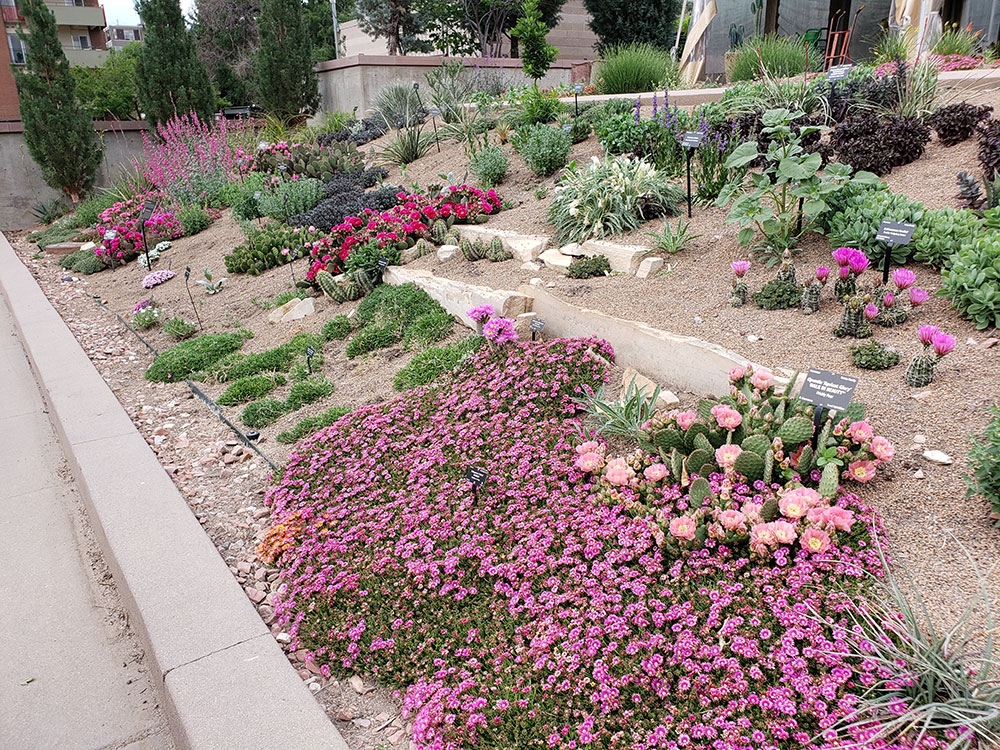 Nexus Garden with Delosperma GRANITA in the foreground Nexus Garden with Delosperma GRANITA in the foreground