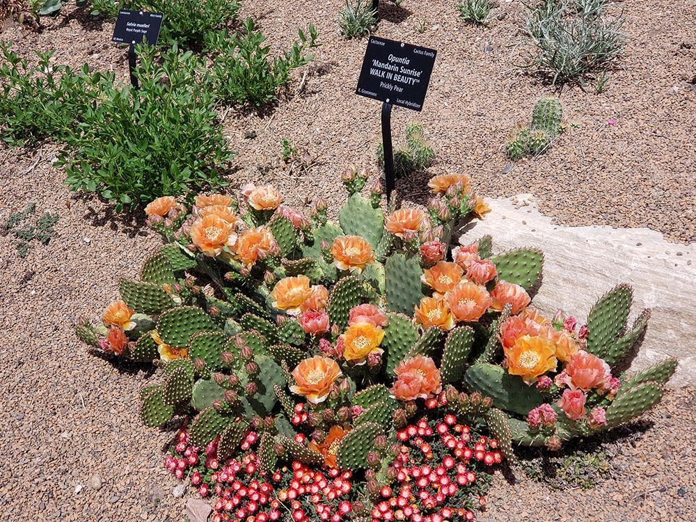 Opuntia 'Mandarin Sunrise' Opuntia 'Mandarin Sunrise'