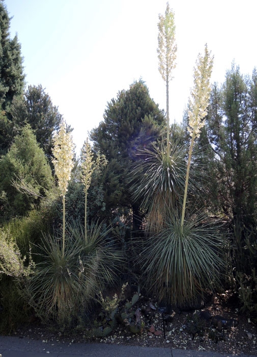 Yucca elata in bloom Yucca elata in bloom