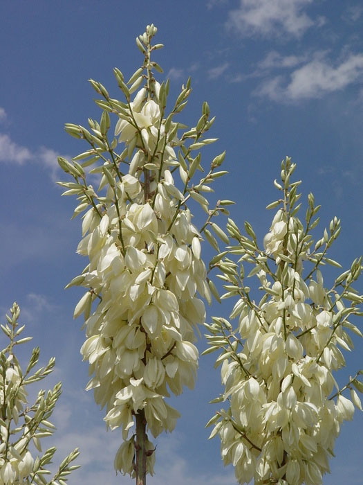 Yucca thompsoniana flowers Yucca thompsoniana flowers