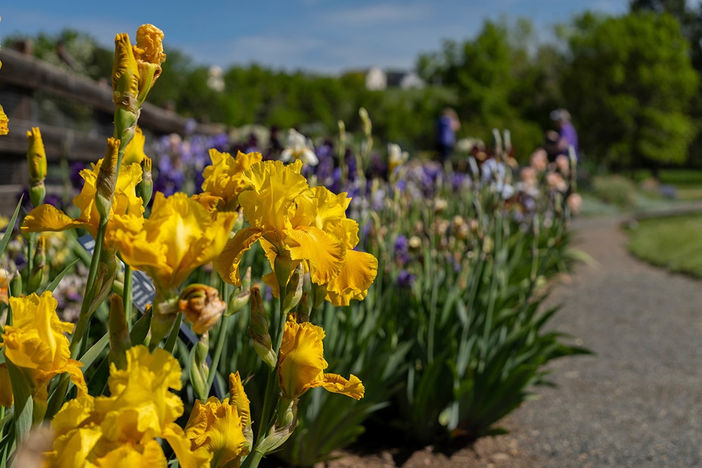 gold iris