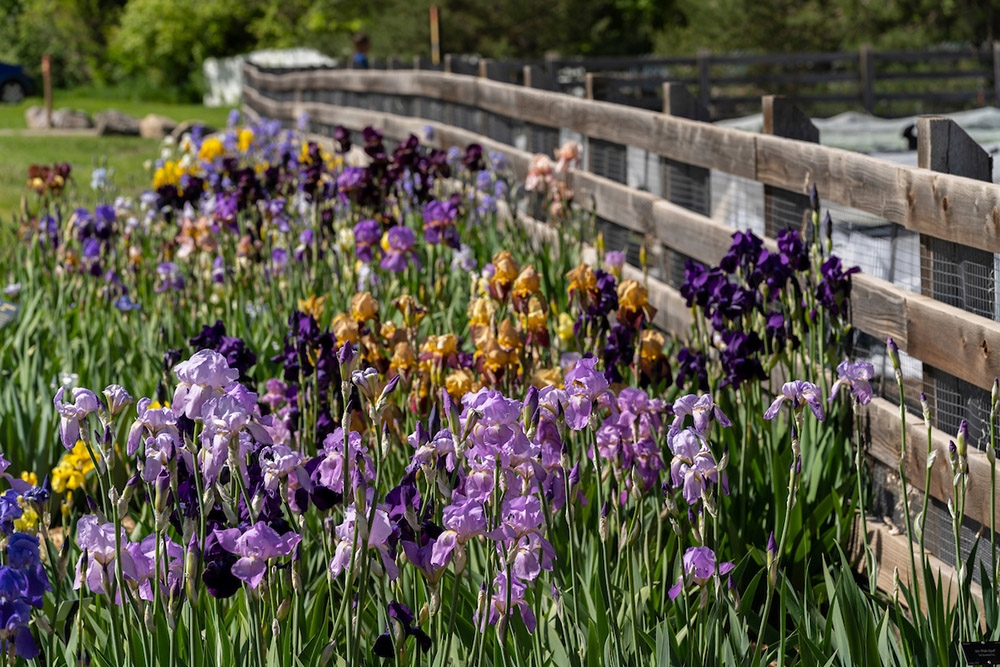 irises