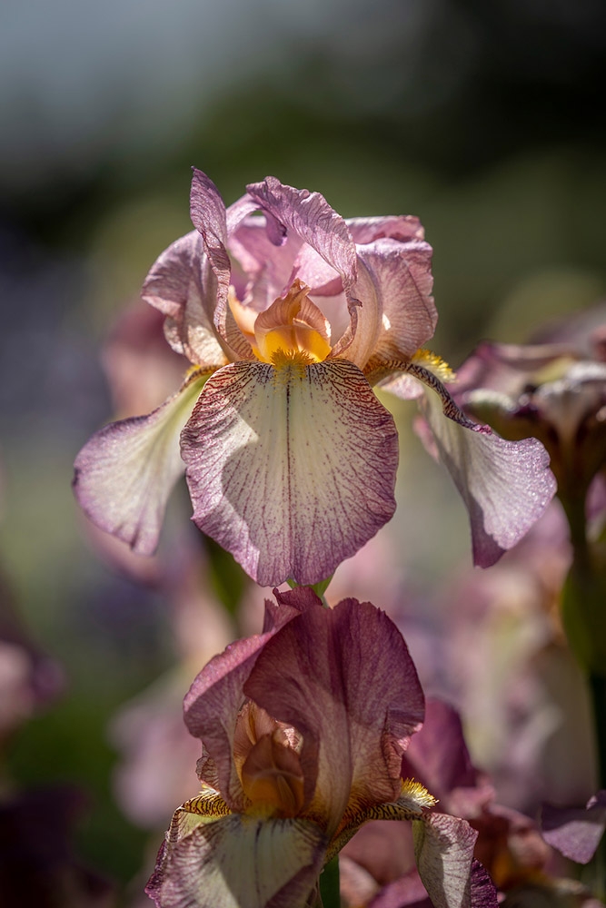 pink iris