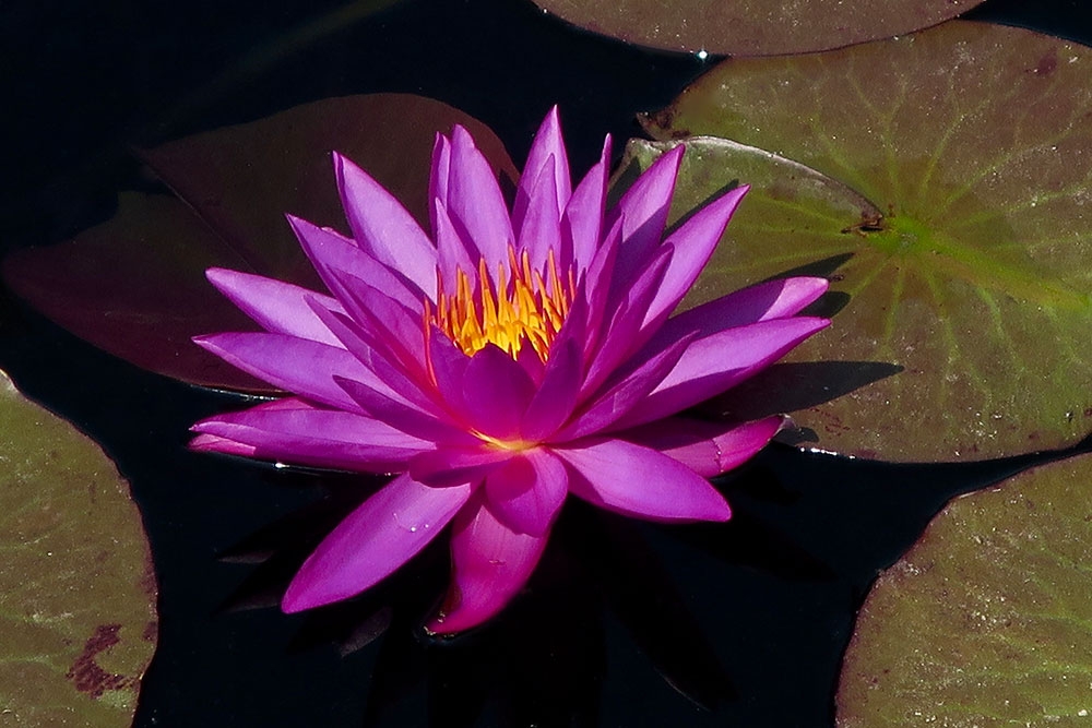 'Detective Erika' - Hardy x Tropical Cross Waterlily in Four Towers Pond 'Detective Erika' - Hardy x Tropical Cross Waterlily in Four Towers Pond