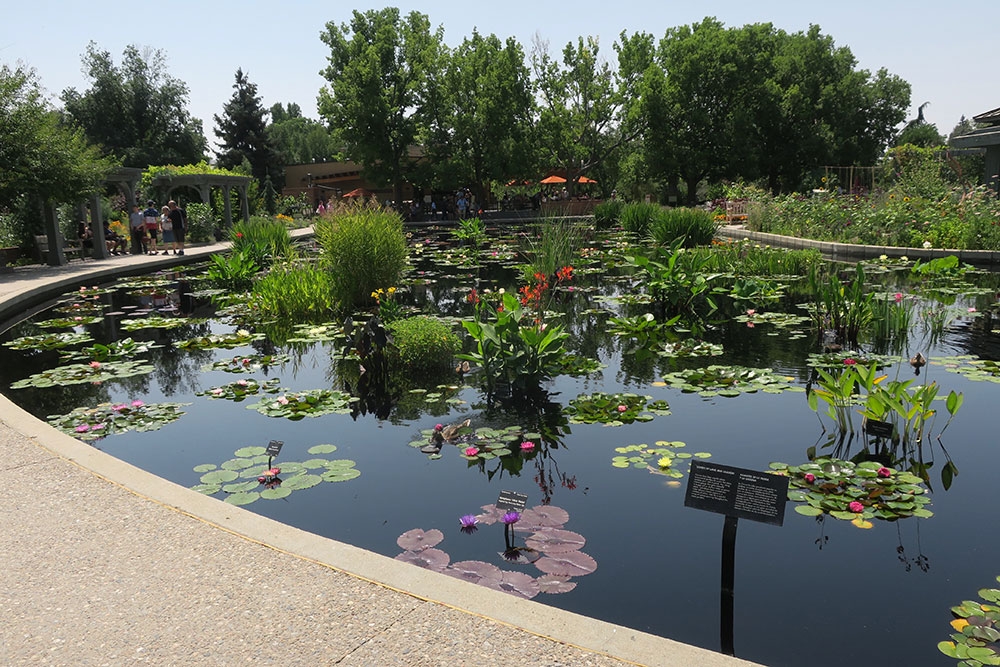 Monet Pool Monet Pool