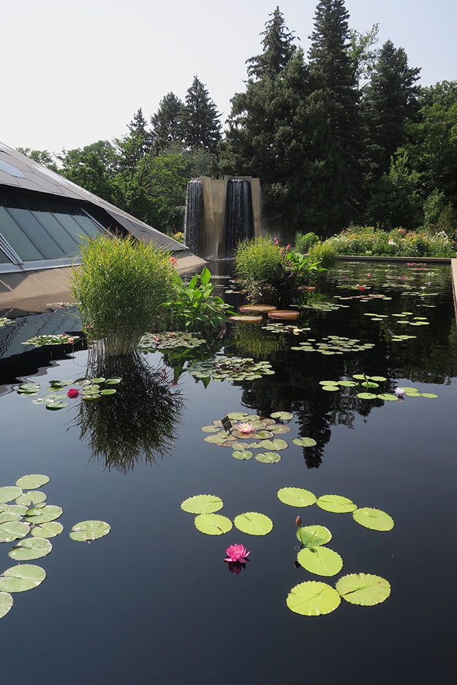 Four Towers Pond (west side) with Australian Waterlilies Four Towers Pond (west side) with Australian Waterlilies