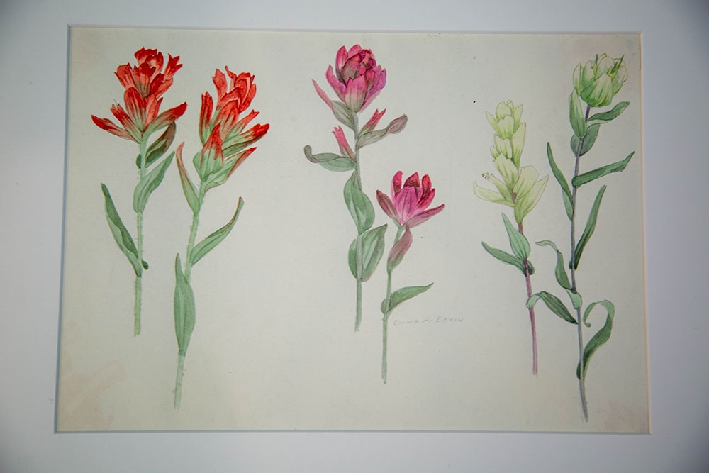Emma Armstrong Ervin, Aug. 26, Navajo Mt., from Colorado Wildflowers series, pencil and watercolor on paper, 1914-1934, gift of the artist. Emma Armstrong Ervin, Aug. 26, Navajo Mt., from Colorado Wildflowers series, pencil and watercolor on paper, 1914-1934, gift of the artist.