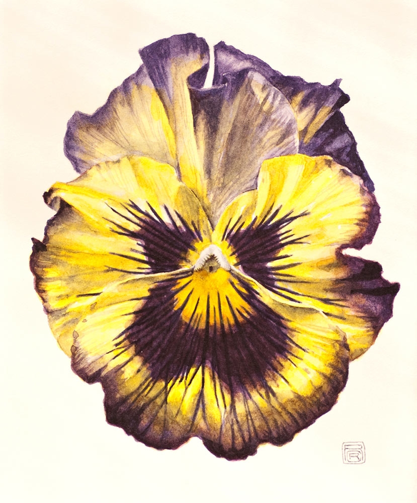 Randy Raak, Viola tricolor, watercolor, 2011. Randy Raak, Viola tricolor, watercolor, 2011.