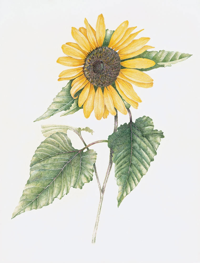 Michael Campbell, Helianthus annuus, colored pencil, 2010. Michael Campbell, Helianthus annuus, colored pencil, 2010.