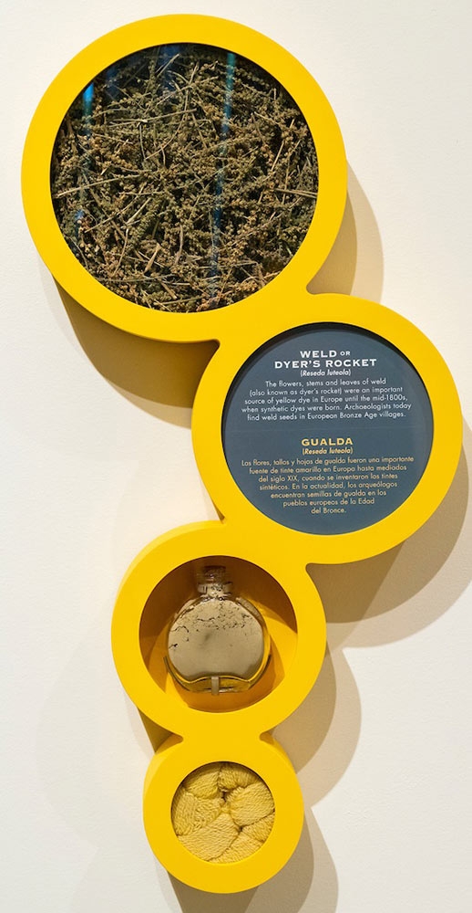 Golden Opportunity: Botanical Illustration gallery Golden Opportunity: Botanical Illustration gallery