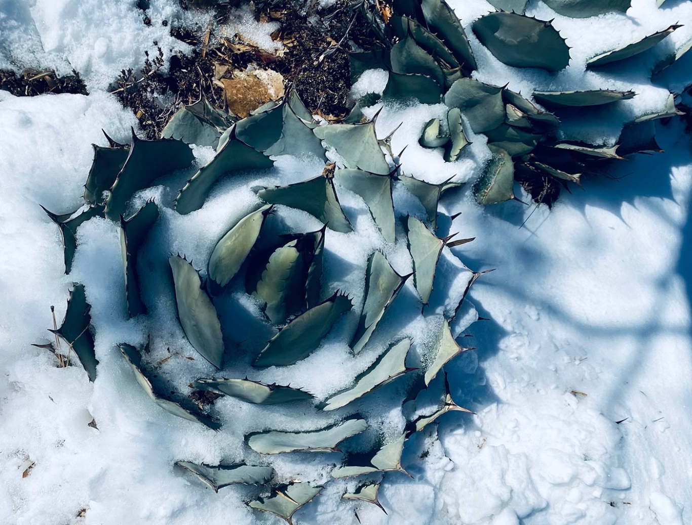 Parry’s agave (Agave parryi) Parry’s agave (Agave parryi)