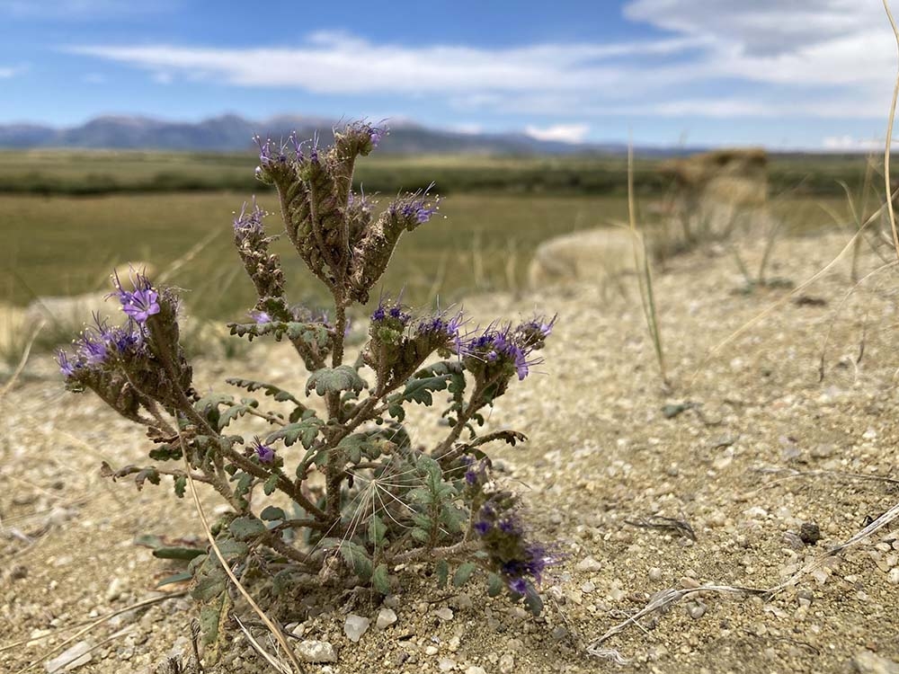Phacelia formosula