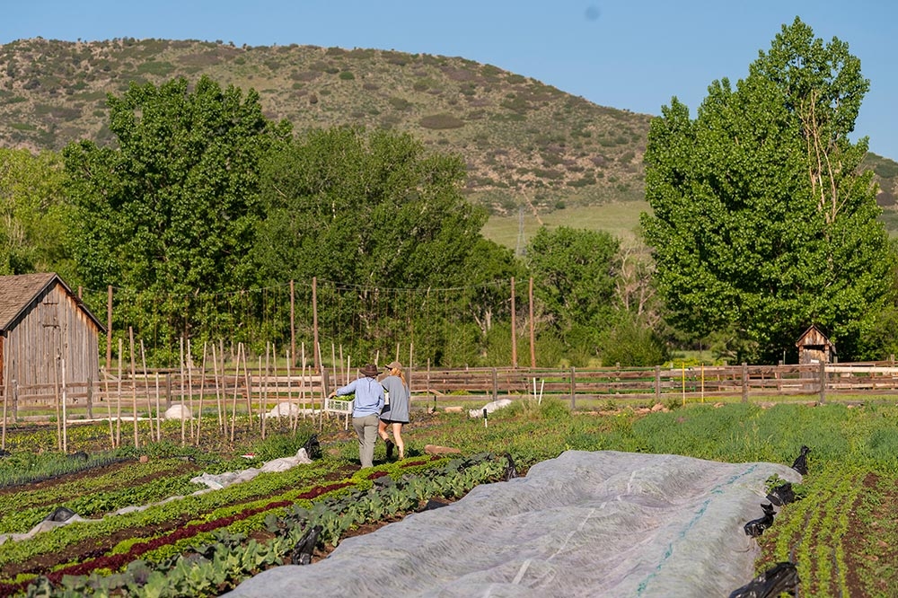 Chatfield Farms