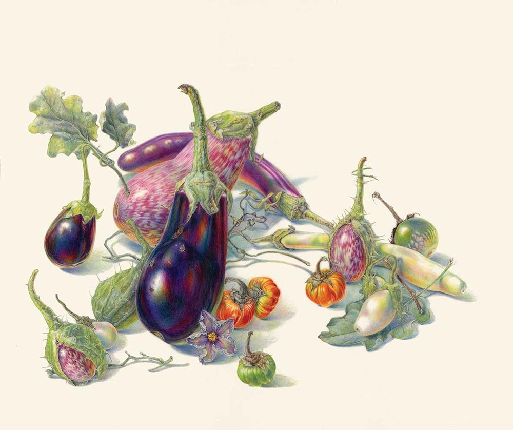 Jean Emmons, “Eggplants,” watercolor on vellum, 2020.