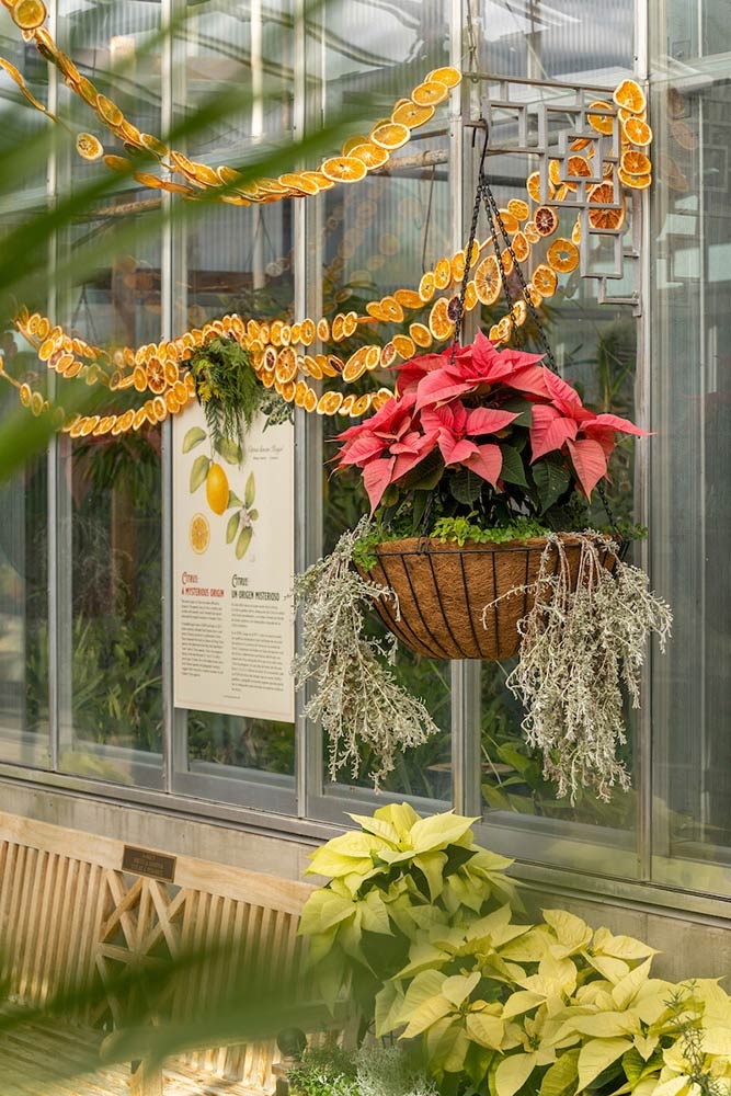 2021 Holiday Display in the Orangery 2021 Holiday Display in the Orangery