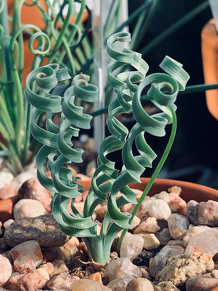 Albuca concordiana